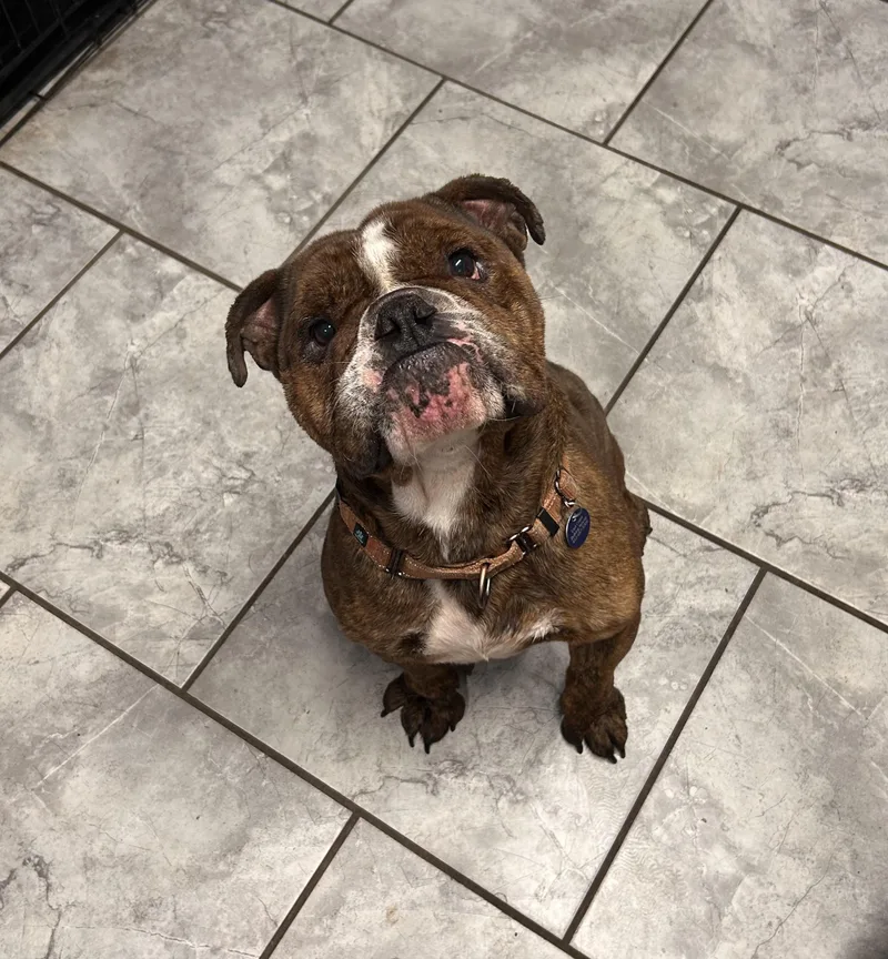 An adult medium-sized male English Bulldog dog named Maui for adoption in Pittsburgh, PA