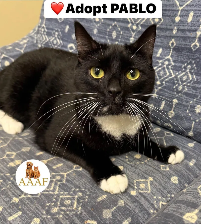 An adult medium-sized male Manx cat named Pablo for adoption in Bolivia, NC