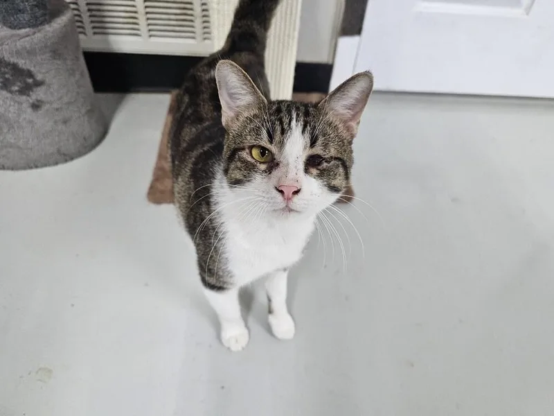 An adult medium-sized male Domestic Short Hair cat named Paxton for adoption in Bossier City, LA