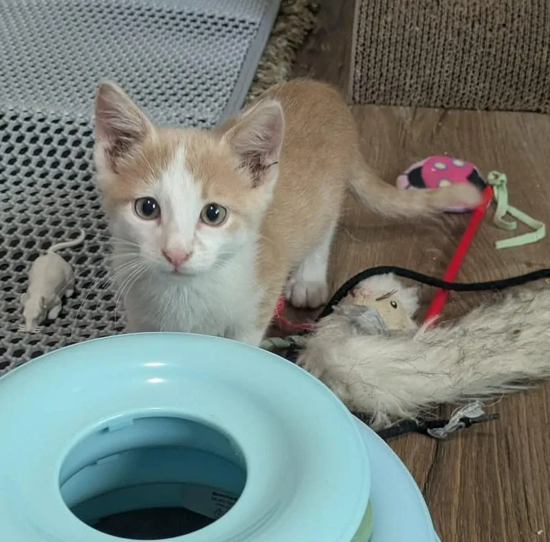 A baby small-sized male Domestic Short Hair cat named Carney for adoption in Urbandale, IA