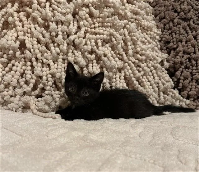 A baby small-sized female Domestic Short Hair cat named Rhoda for adoption in San Jose, CA