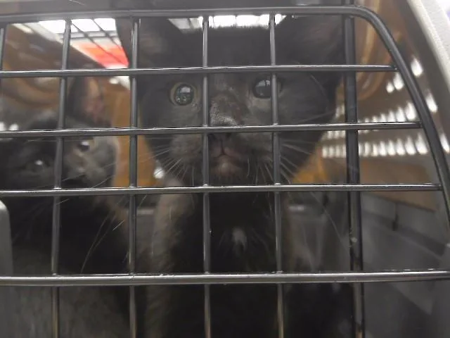 A baby small-sized female Domestic Short Hair cat named Sabrina Carpurrnter for adoption in Omaha, NE