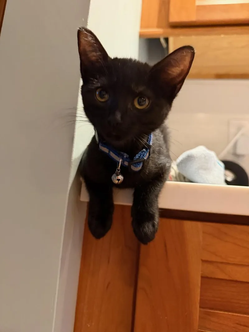 A baby small-sized female Domestic Short Hair cat named Inky for adoption in Melrose, MA