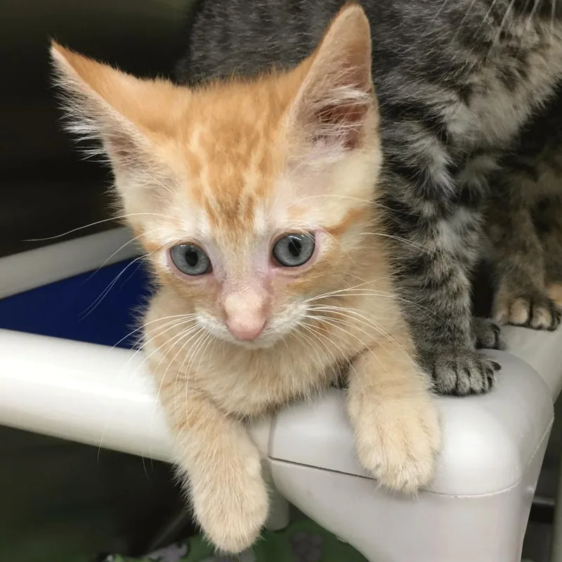 An adult extra large-sized male Orange / Red Domestic Short Hair cat named Big Mac for adoption in Springfield, IL