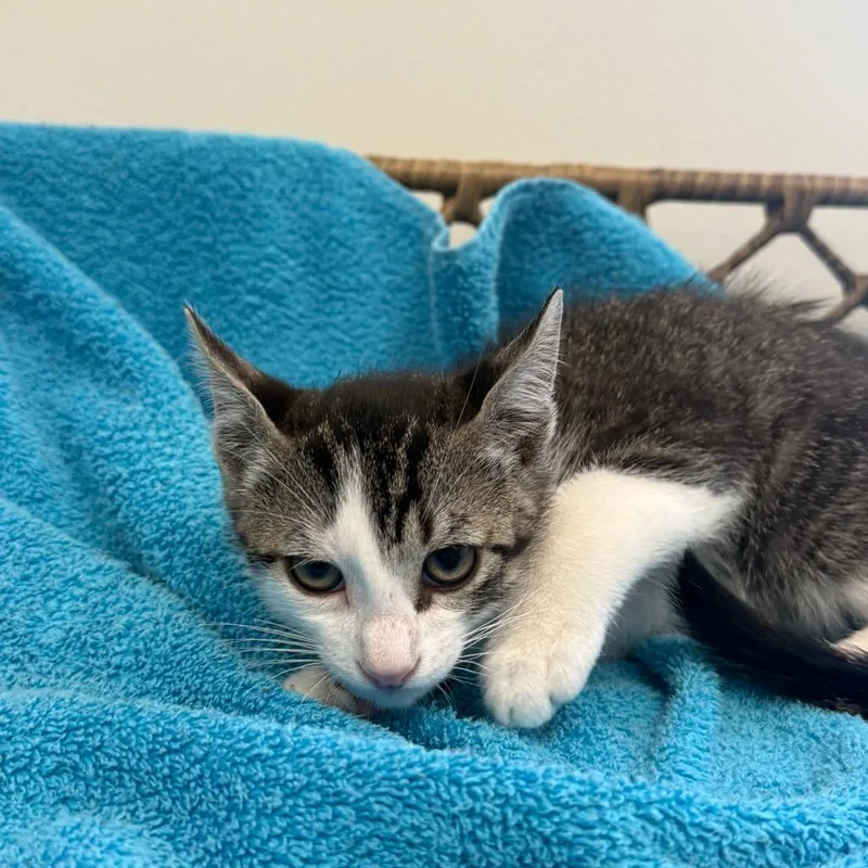 A baby small-sized male Gray / Blue / Silver Domestic Short Hair cat named Waffles for adoption in Houston, TX