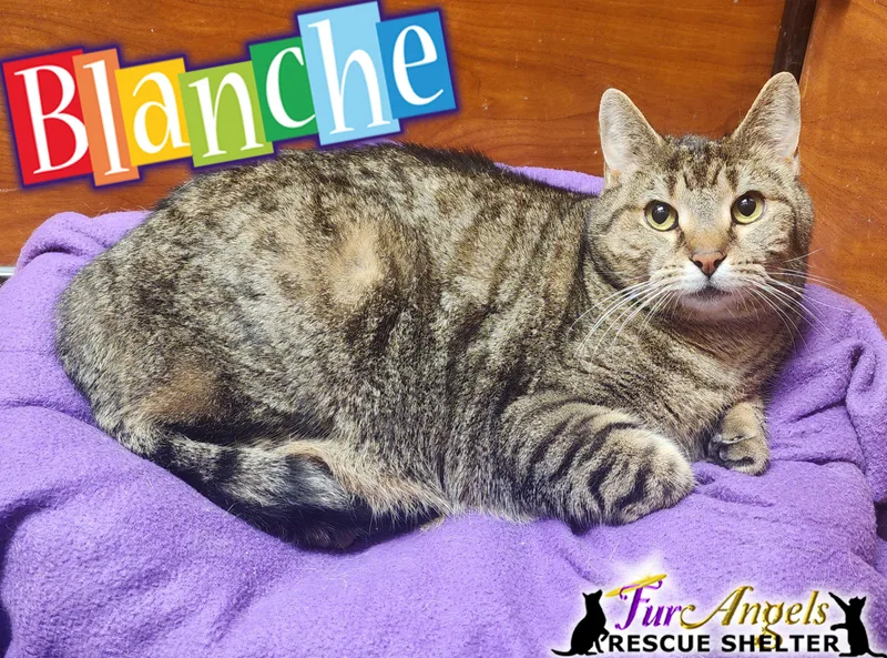 A young large-sized female Tabby (Buff / Tan / Fawn) Domestic Short Hair cat named Blanche for adoption in Toledo, OH