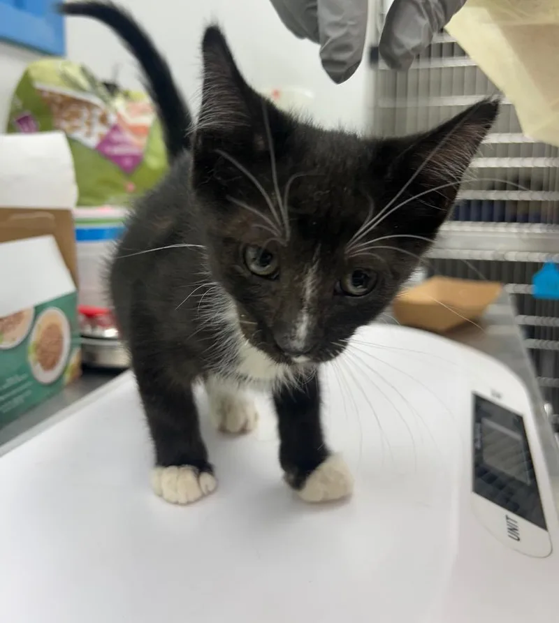 A baby small-sized male Domestic Short Hair cat named Benedict for adoption in Hartsville, SC