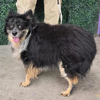 An adult medium-sized female Black Shetland Sheepdog / Sheltie dog named 61403354 for adoption in El Paso, TX