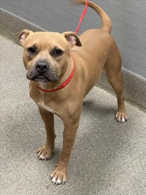 A young medium-sized male Pit Bull Terrier dog named Fiddle for adoption in Las Vegas, NV