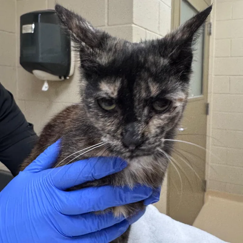 An adult small-sized female Orange / Red Domestic Short Hair cat named Cashmere for adoption in Winston-Salem, NC