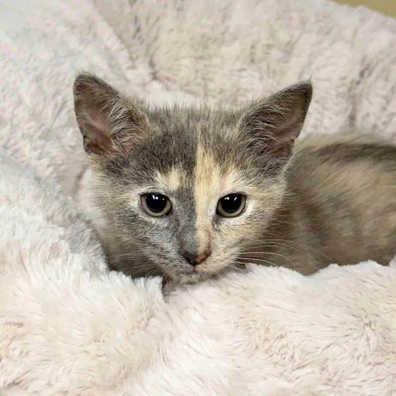 A baby small-sized female Calico Domestic Short Hair cat named Sansa for adoption in East Hampton, NY