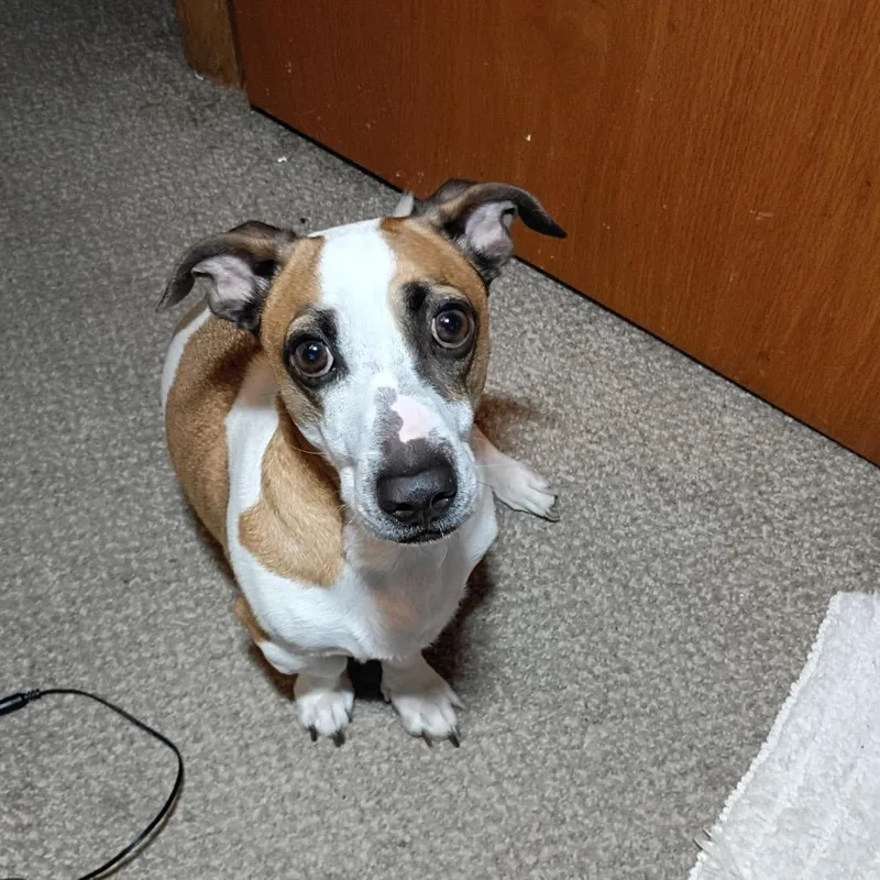 Oliver Twist thumbnail 2