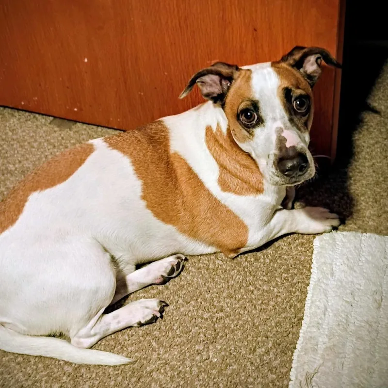 Oliver Twist thumbnail 3