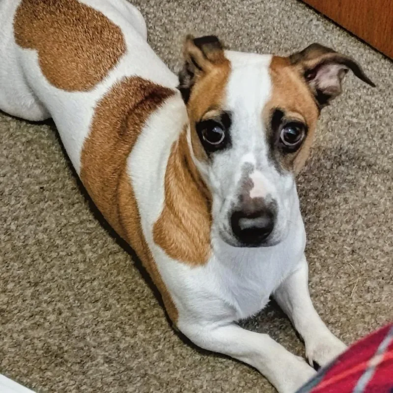 Oliver Twist thumbnail 4