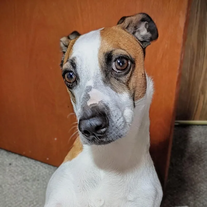 Oliver Twist thumbnail 5