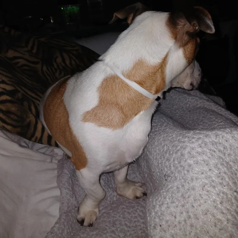 Oliver Twist thumbnail 6