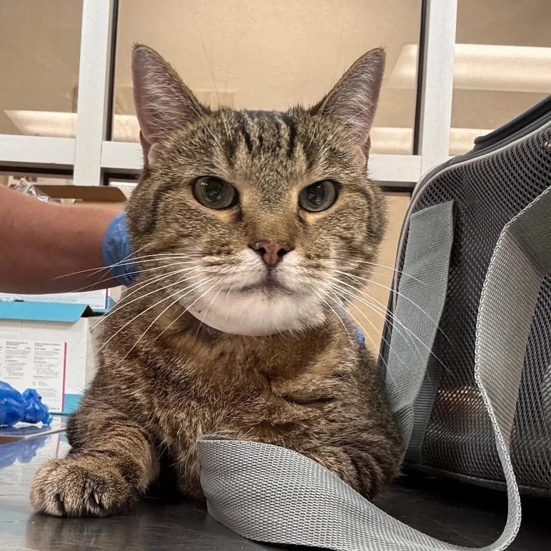 An adult large-sized male Brown / Chocolate Domestic Short Hair cat named Gus for adoption in Birmingham, AL