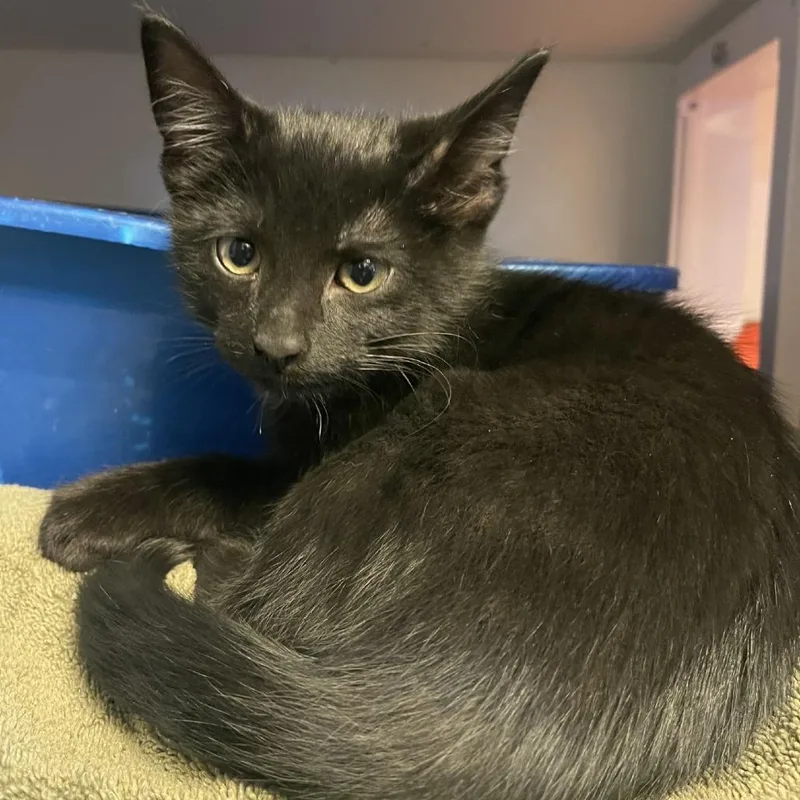 A baby small-sized male Black Domestic Short Hair cat named Hawthorn for adoption in Albert Lea, MN