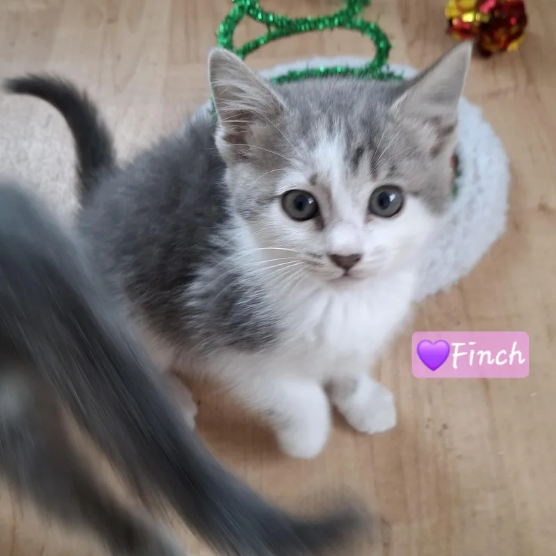 Finch thumbnail 5