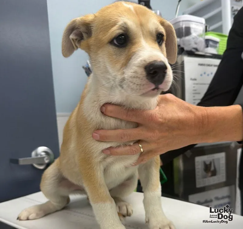 A baby large-sized male Shepherd dog named Mason for adoption in Washington, DC