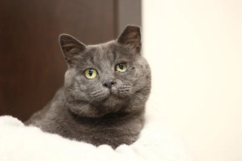 A young large-sized male Domestic Short Hair cat named Goose for adoption in Toledo, OH