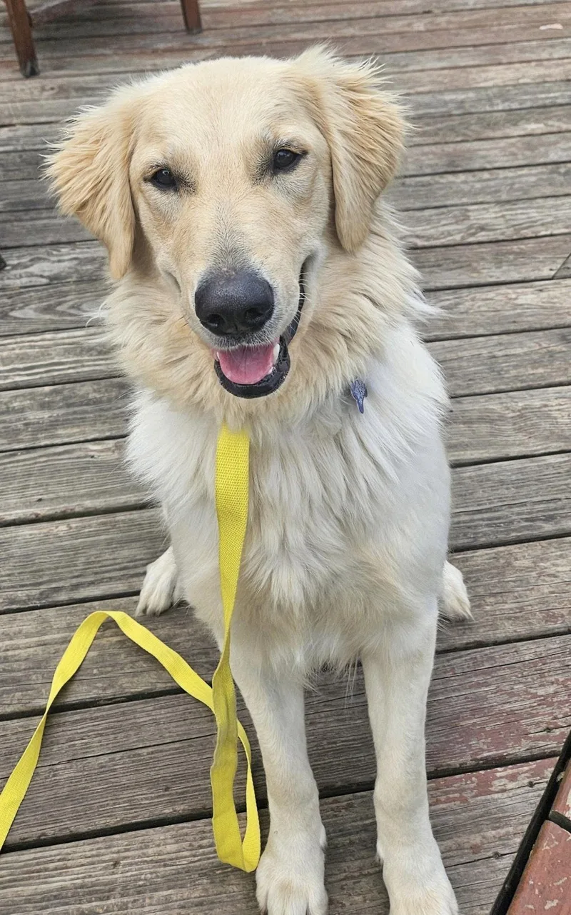 An adult medium-sized female Golden Retriever dog named Maxine Ca for adoption in Hillside, IL