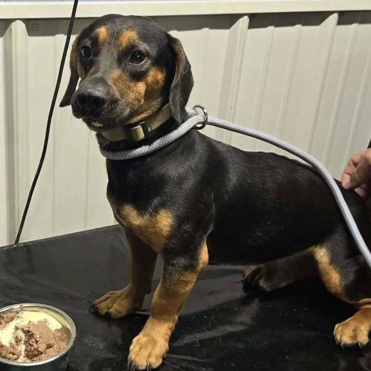 An adult small-sized male Dachshund dog named Monk for adoption in Springboro, OH