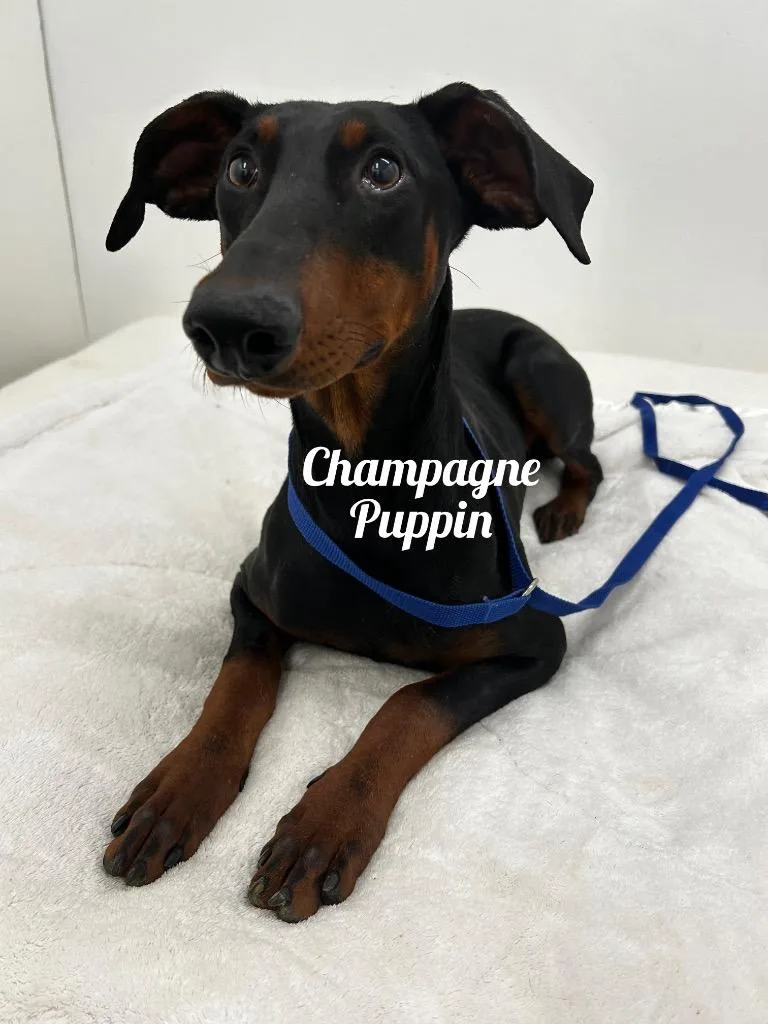 Champagne Puppin
