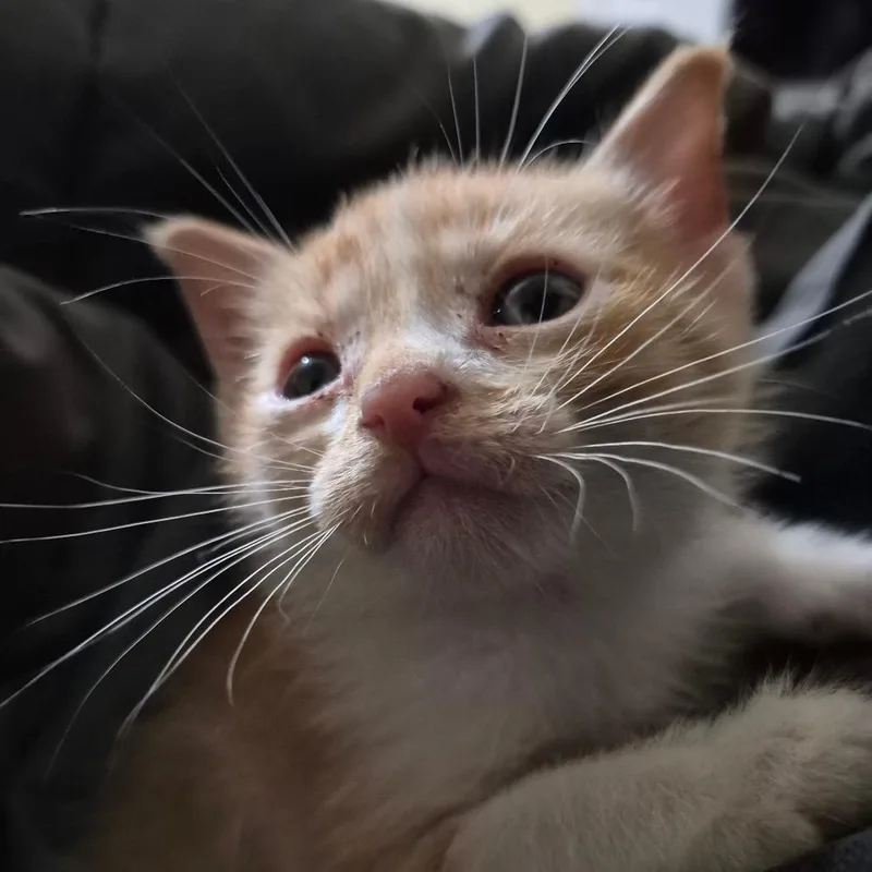 A baby small-sized male Orange / Red Domestic Short Hair cat named Bob for adoption in Richmond, KY