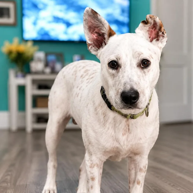 A young medium-sized male Merle (Blue) Australian Cattle Dog / Blue Heeler dog named Jingle for adoption in Oak Point, TX