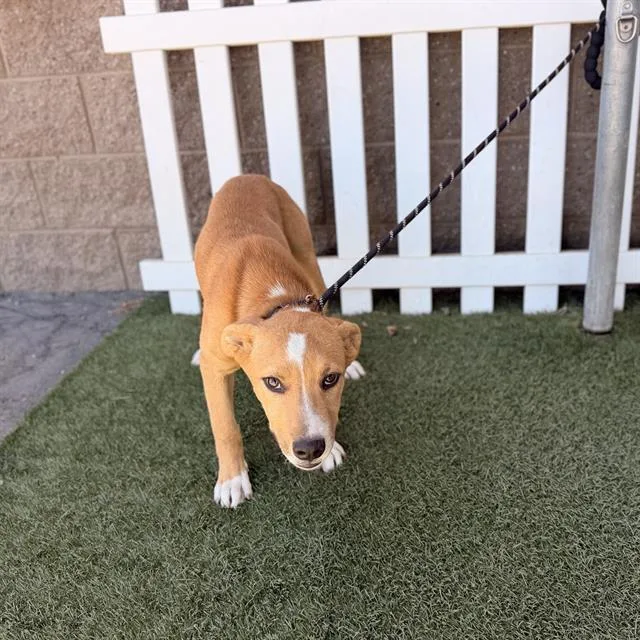 A baby small-sized male German Shepherd Dog dog named Mason for adoption in Modesto, CA