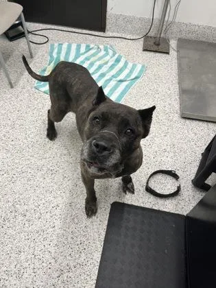 An adult large-sized female Presa Canario dog named Sparta for adoption in Atlanta, GA