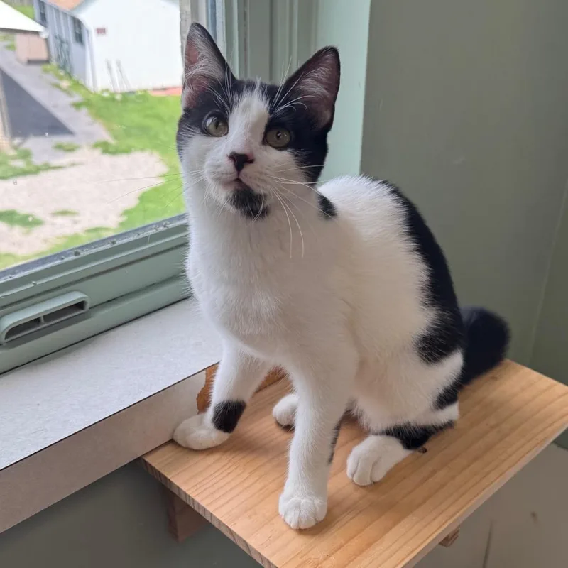 A young small-sized female Domestic Short Hair cat named Bolete for adoption in Easton, PA