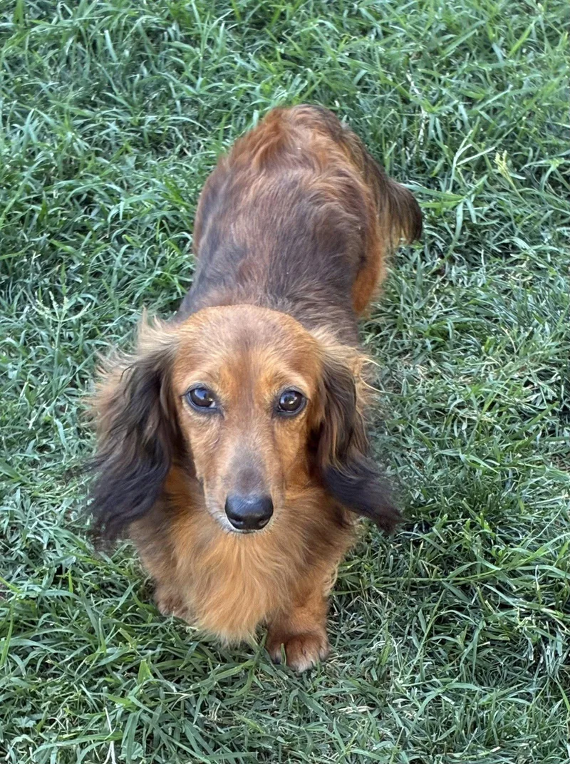An adult small-sized female Dachshund dog named Aria for adoption in Hesperia, CA