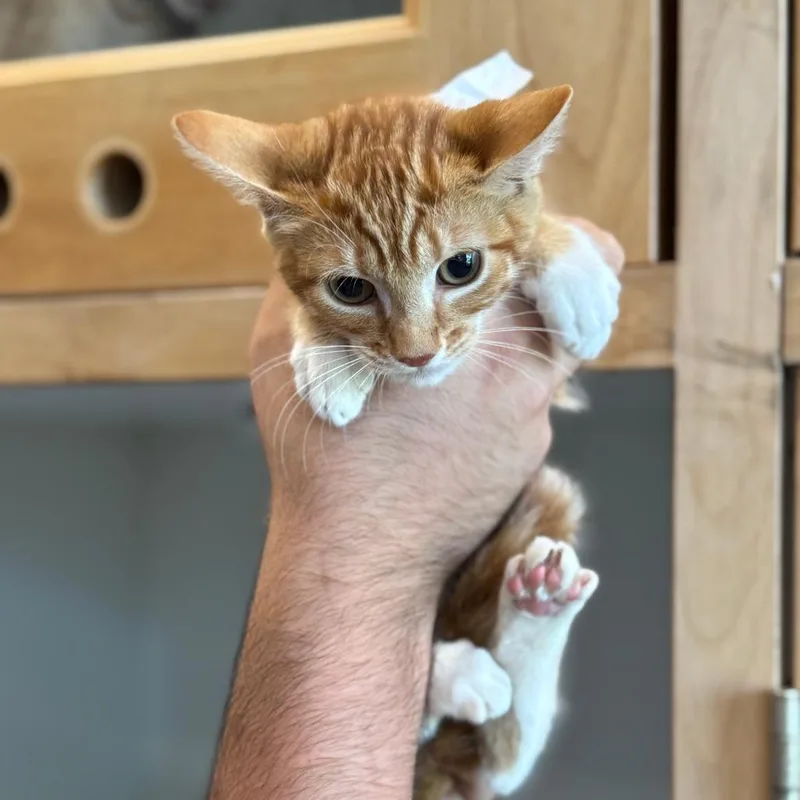 A baby small-sized female Orange / Red Domestic Short Hair cat named Oscarina City Of Industry for adoption in Chino Hills, CA