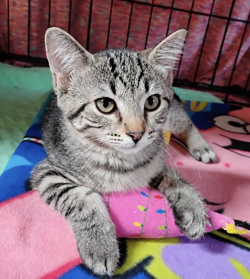 A baby medium-sized male Tabby (Gray / Blue / Silver) Domestic Short Hair cat named Splash for adoption in Saginaw, MI