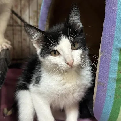 A baby small-sized female Domestic Short Hair cat named Paris for adoption in Merriam, KS