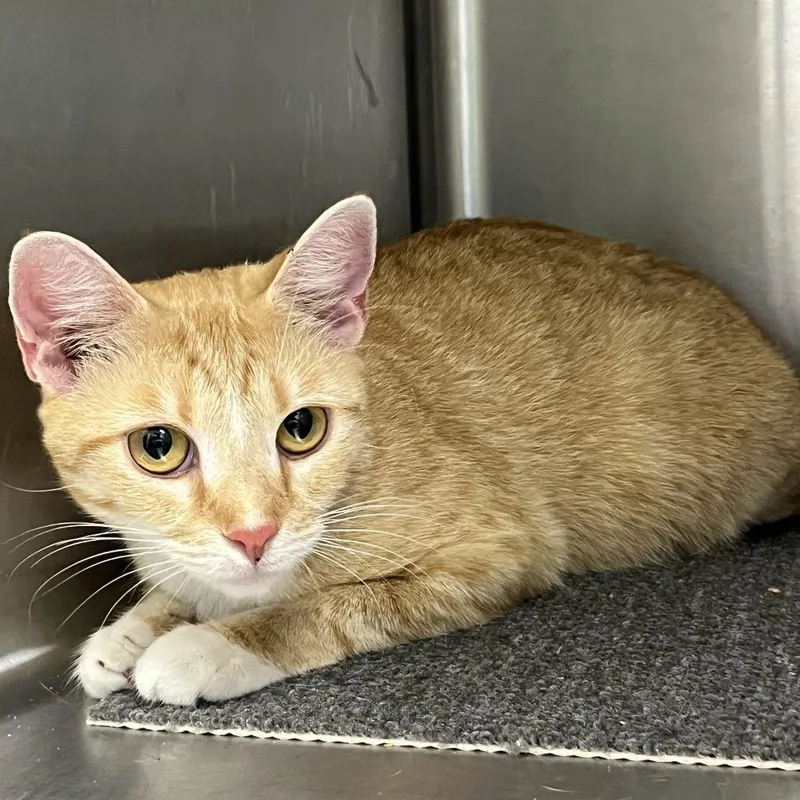 An adult medium-sized female Orange / Red Domestic Short Hair cat named Belle for adoption in Mount Gilead, NC