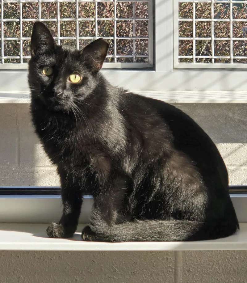 An adult medium-sized female Black Domestic Short Hair cat named Princess Leia for adoption in Amityville, NY