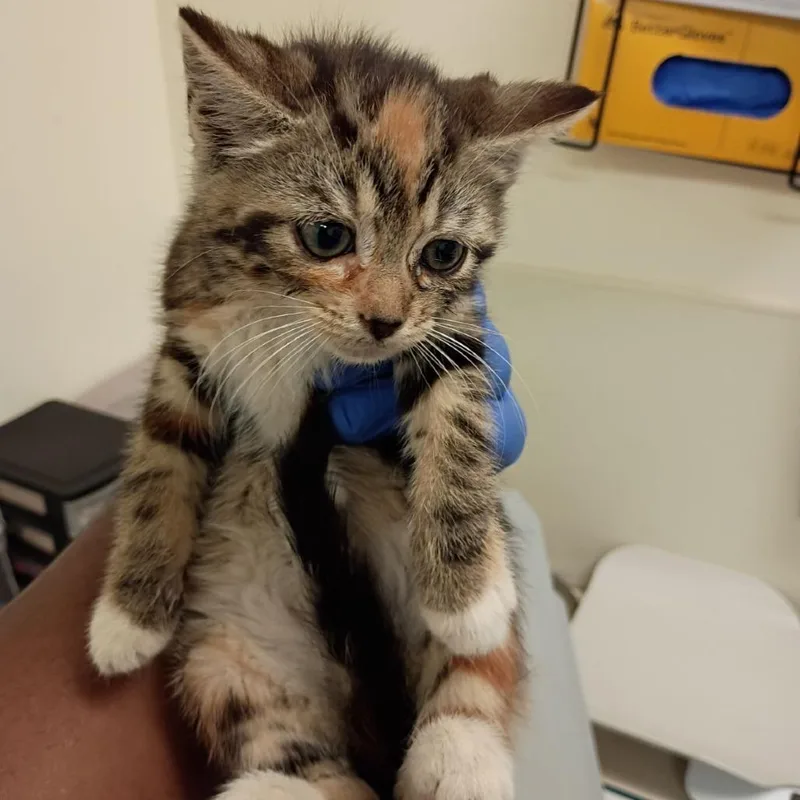 A baby small-sized female Torbie Domestic Short Hair cat named Peppermint for adoption in Lynchburg, VA