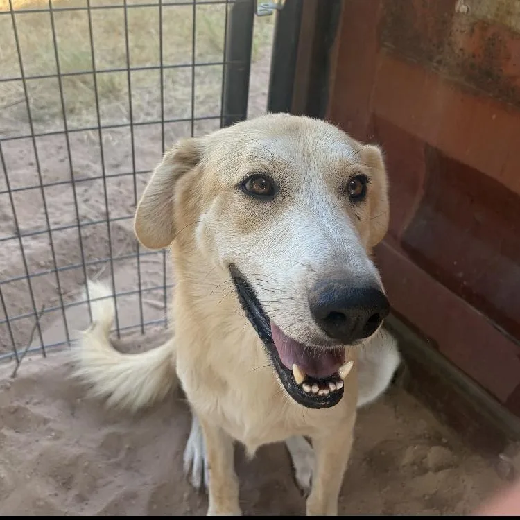 An adult large-sized female Shepherd dog named Jill for adoption in Paradise, TX