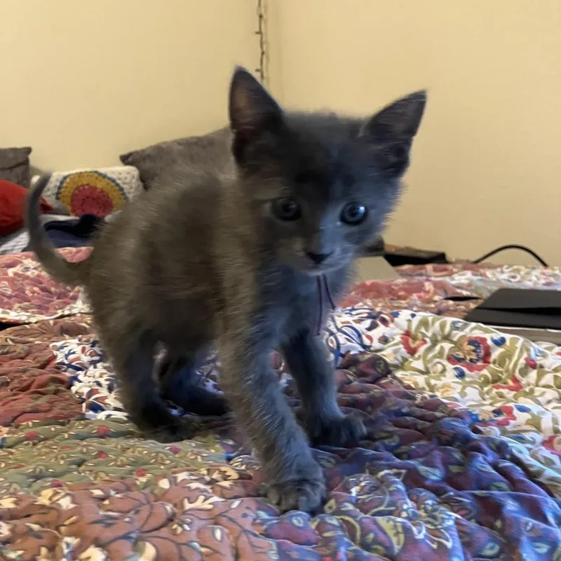 A baby small-sized male Gray / Blue / Silver Domestic Short Hair cat named Rapscallion for adoption in Austin, TX