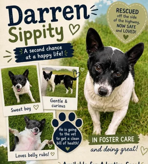 A young small-sized male Mixed Breed dog named Darren in TX for adoption in Cranston, RI