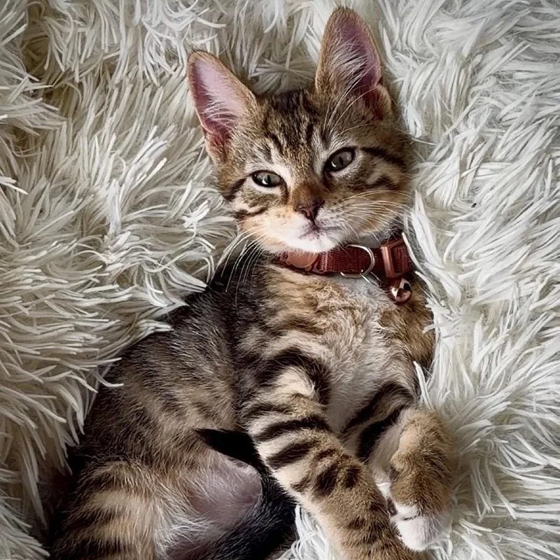 Beans