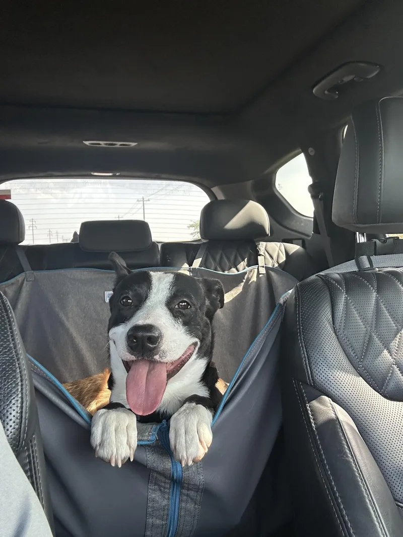 An adult medium-sized male Border Collie dog named Norman for adoption in Pottsboro, TX