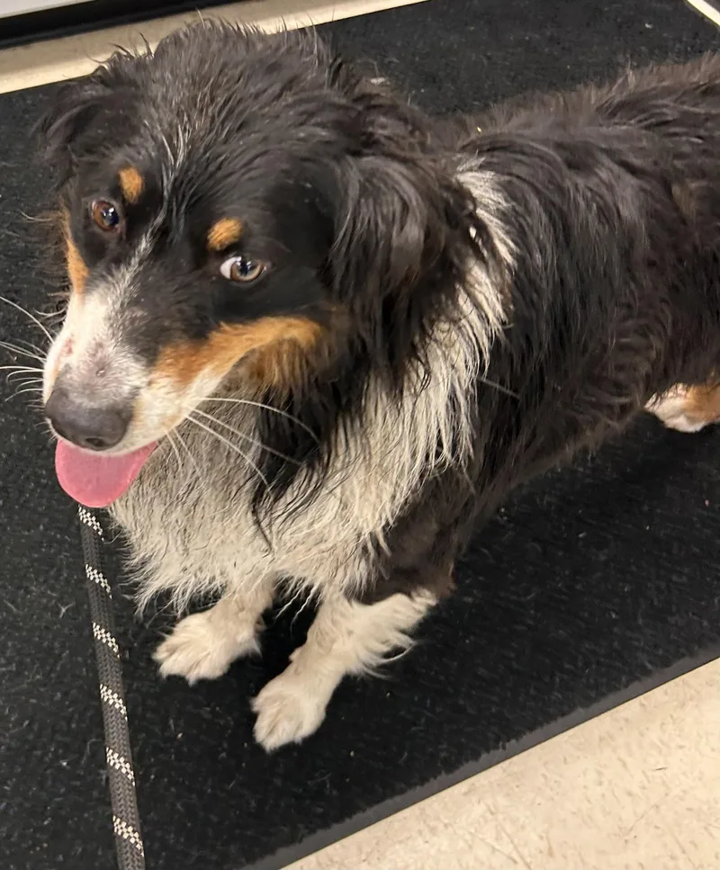 A young medium-sized female Tricolor (Brown, Black, & White) Border Collie dog named Audrey HOLD for adoption in Canton, OH