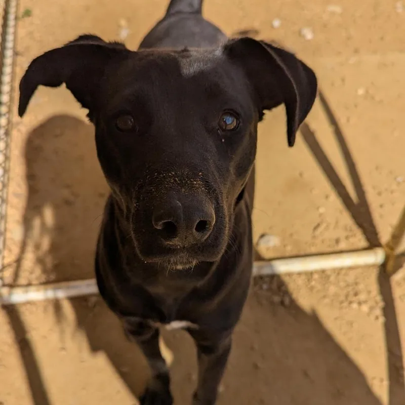 An adult medium-sized female Black Mixed Breed dog named Joy for adoption in Bentonville, AR