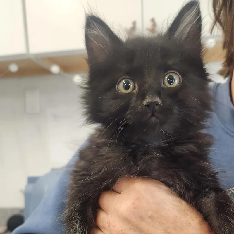 A baby small-sized male Black Domestic Long Hair cat named Kangaroo for adoption in Pullman, WA