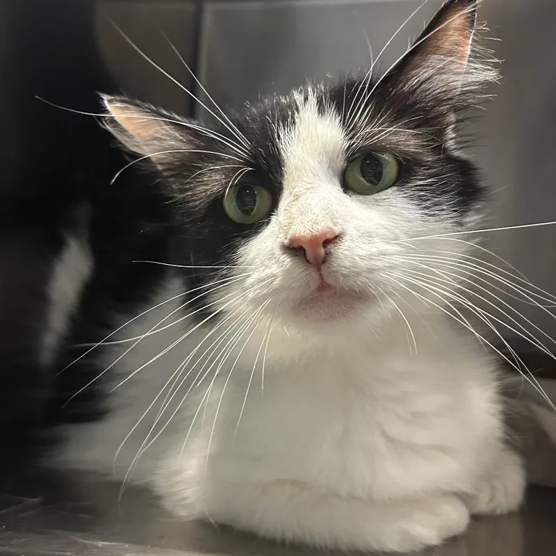 An adult large-sized female White Domestic Medium Hair cat named Manya for adoption in Chattanooga, TN