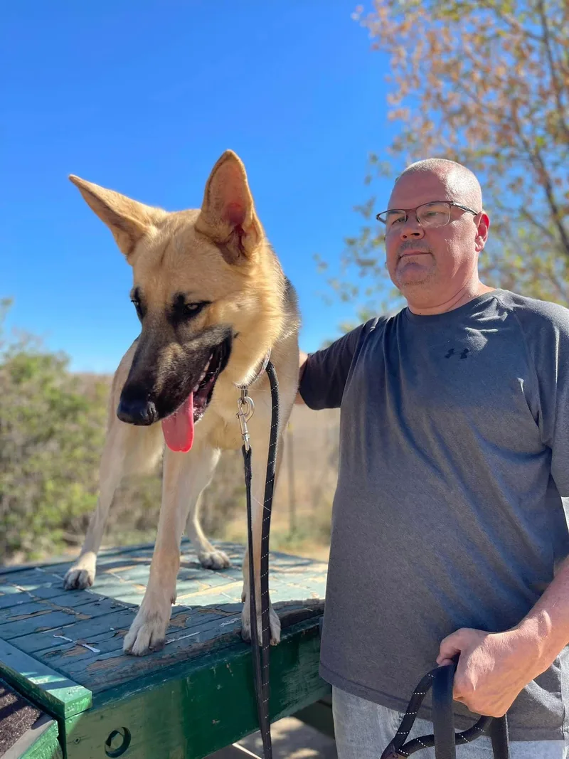 A young large-sized male Black German Shepherd Dog dog named Bruce for adoption in Glendale, AZ